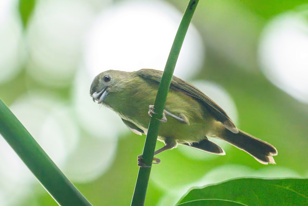 Blue Mountain Vireo - ML627694012