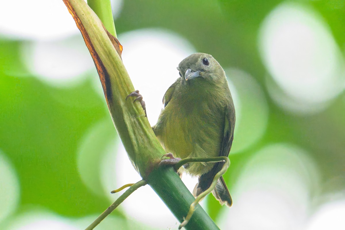 Blue Mountain Vireo - ML627694013