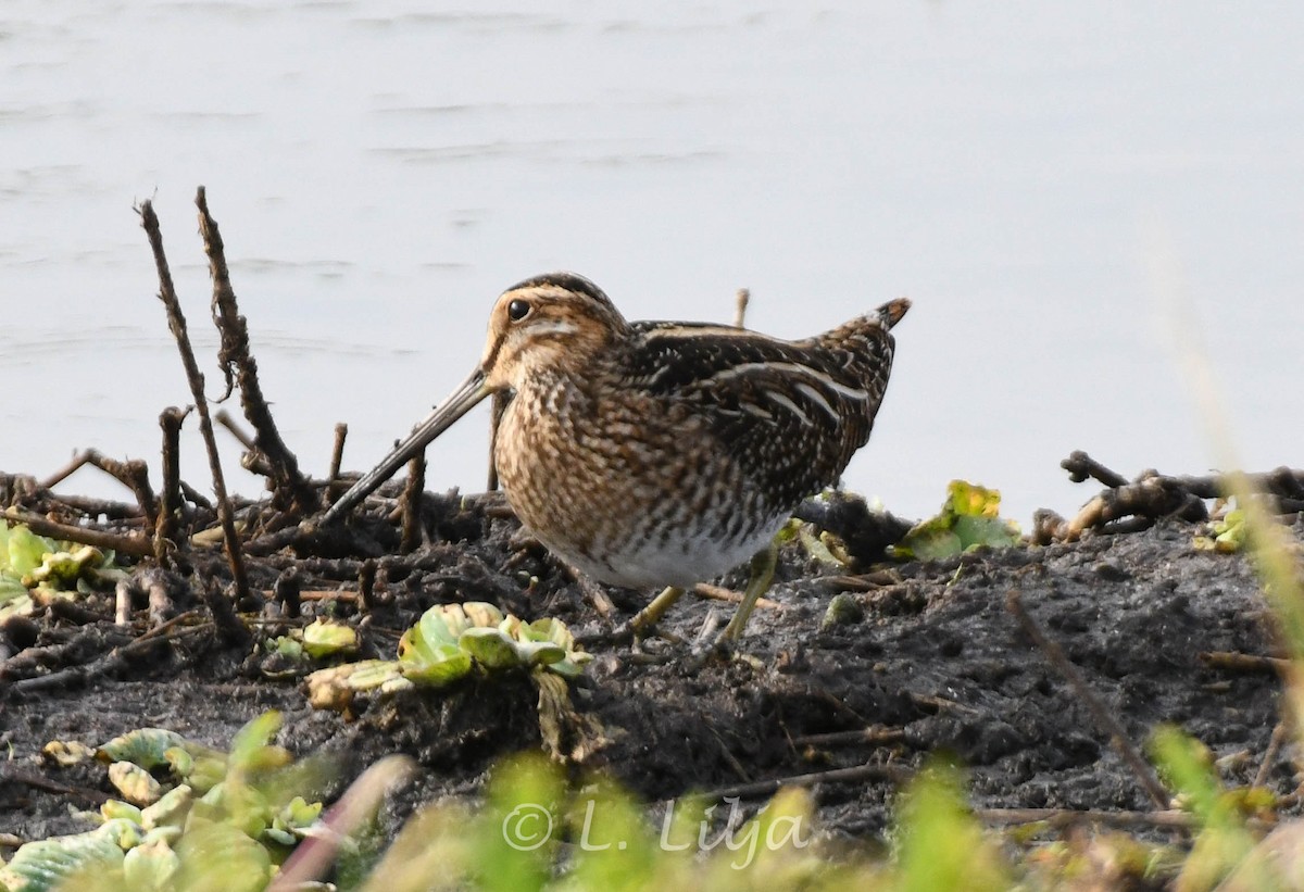 Wilson's Snipe - ML627694053