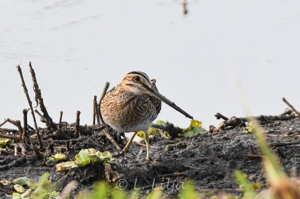 Wilson's Snipe - ML627694054