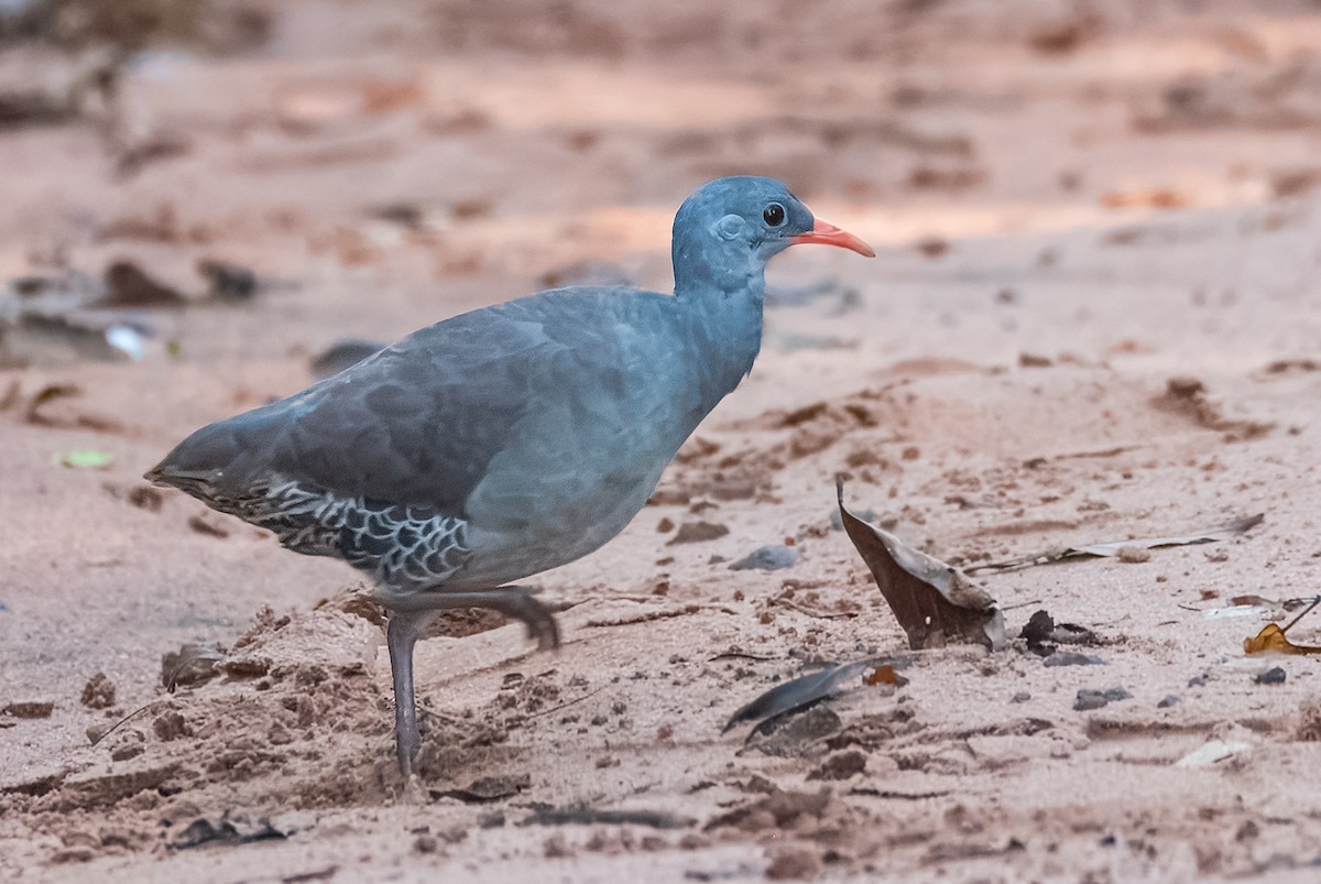 Tataupa Tinamou - ML627694063
