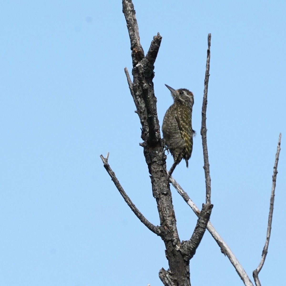 White-spotted Woodpecker - ML627694064