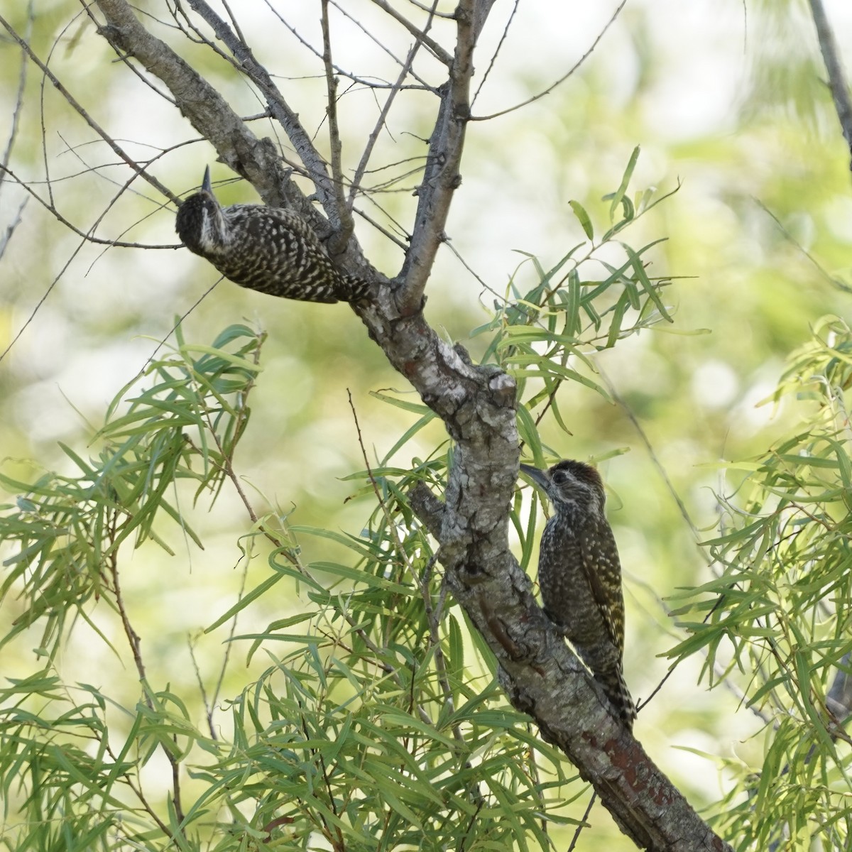 White-spotted Woodpecker - ML627694105