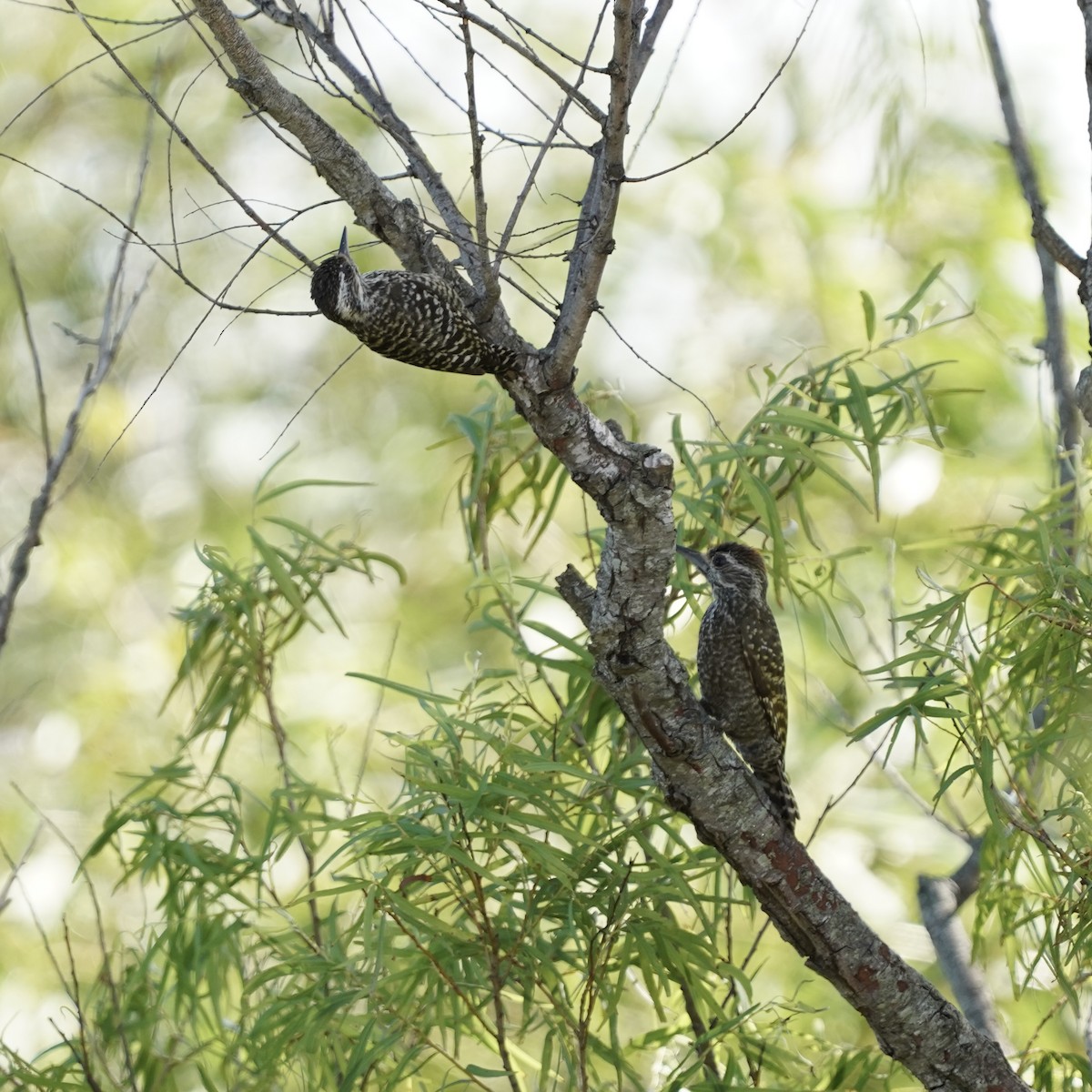 White-spotted Woodpecker - ML627694106