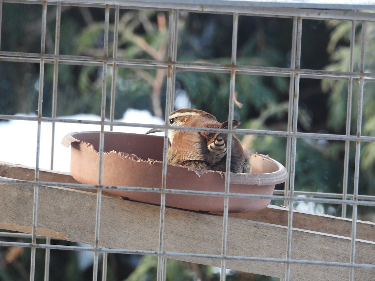 Carolina Wren - ML627694305