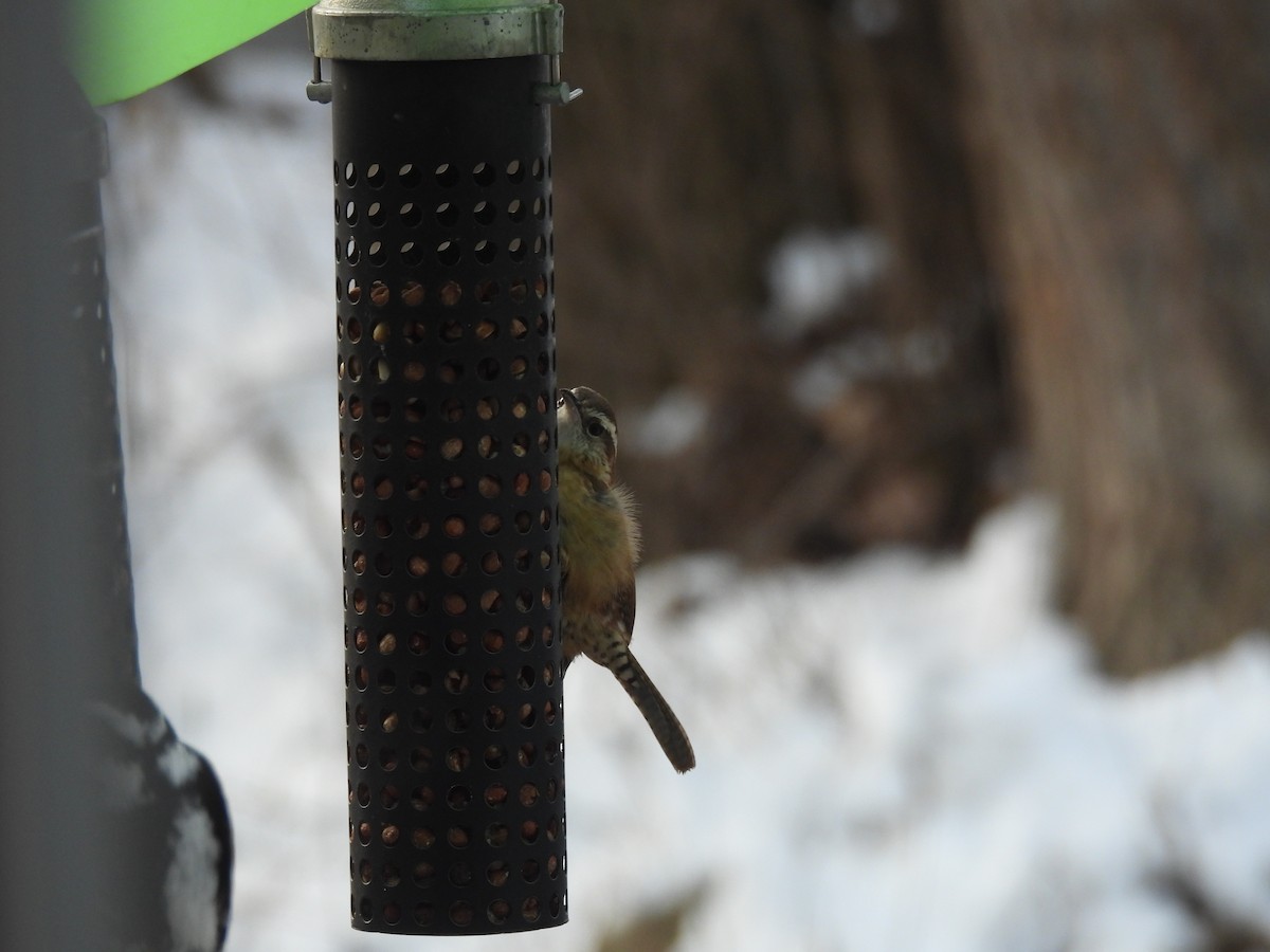 Carolina Wren - ML627694314