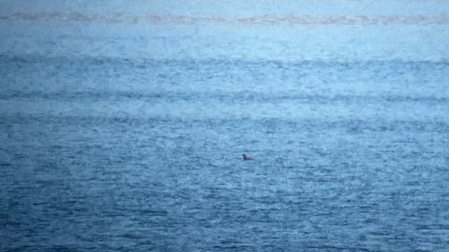 White-winged Scoter - ML627694364