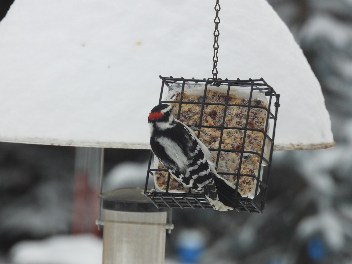 Downy Woodpecker - ML627694393