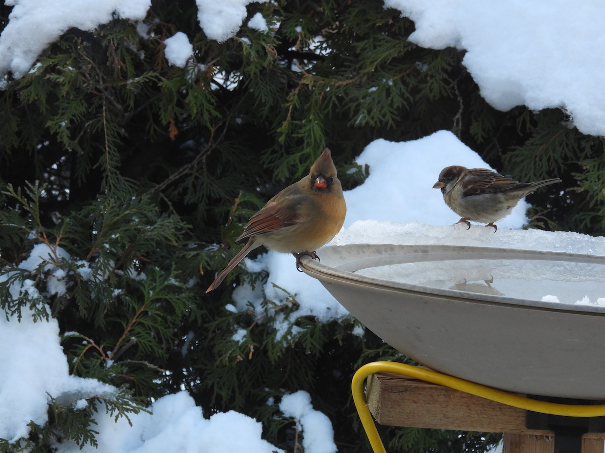 Northern Cardinal - ML627694422