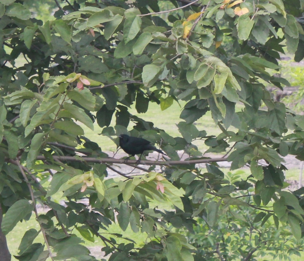 blackbird sp. - ML627694426