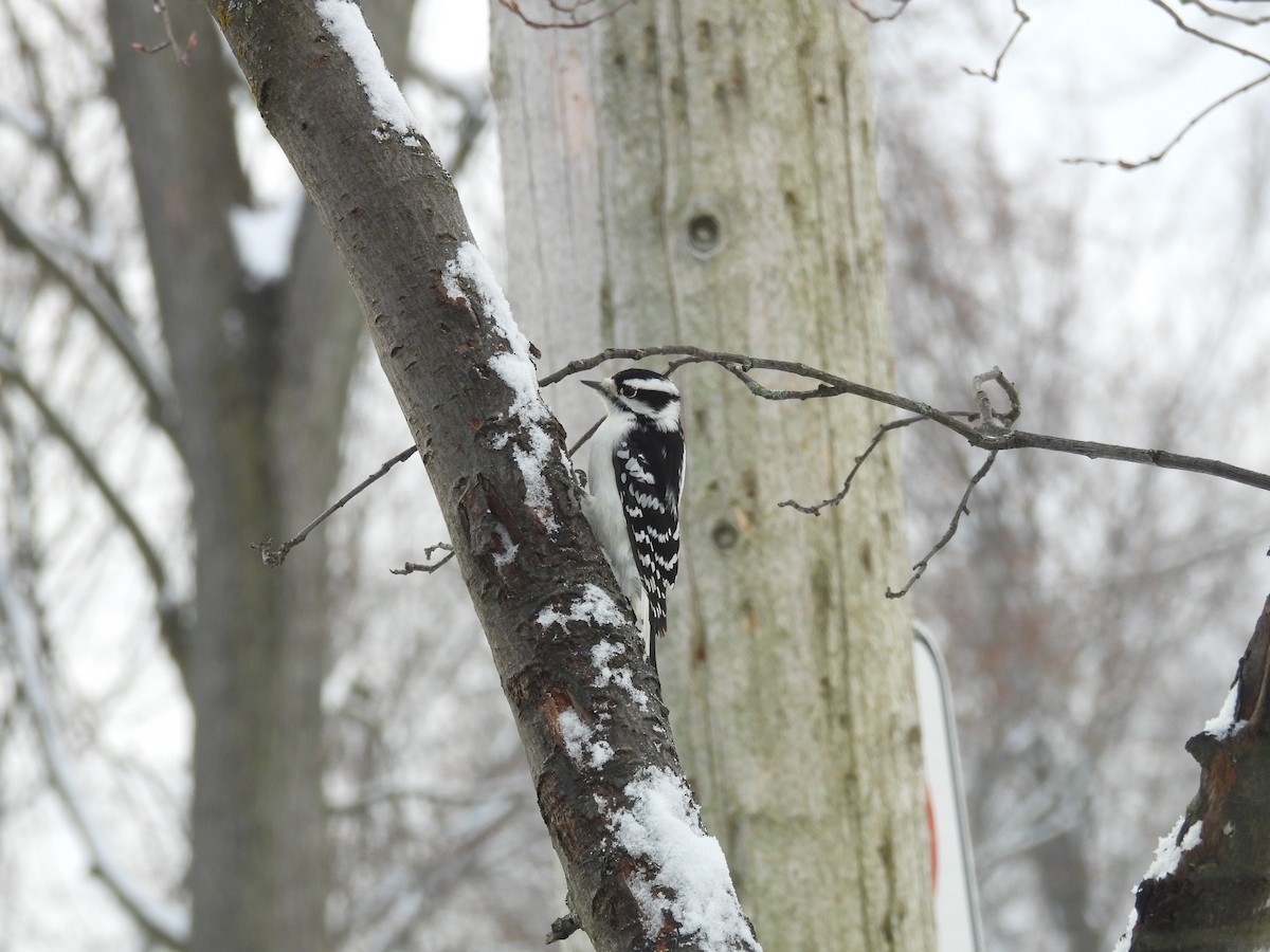 Downy Woodpecker - ML627694437