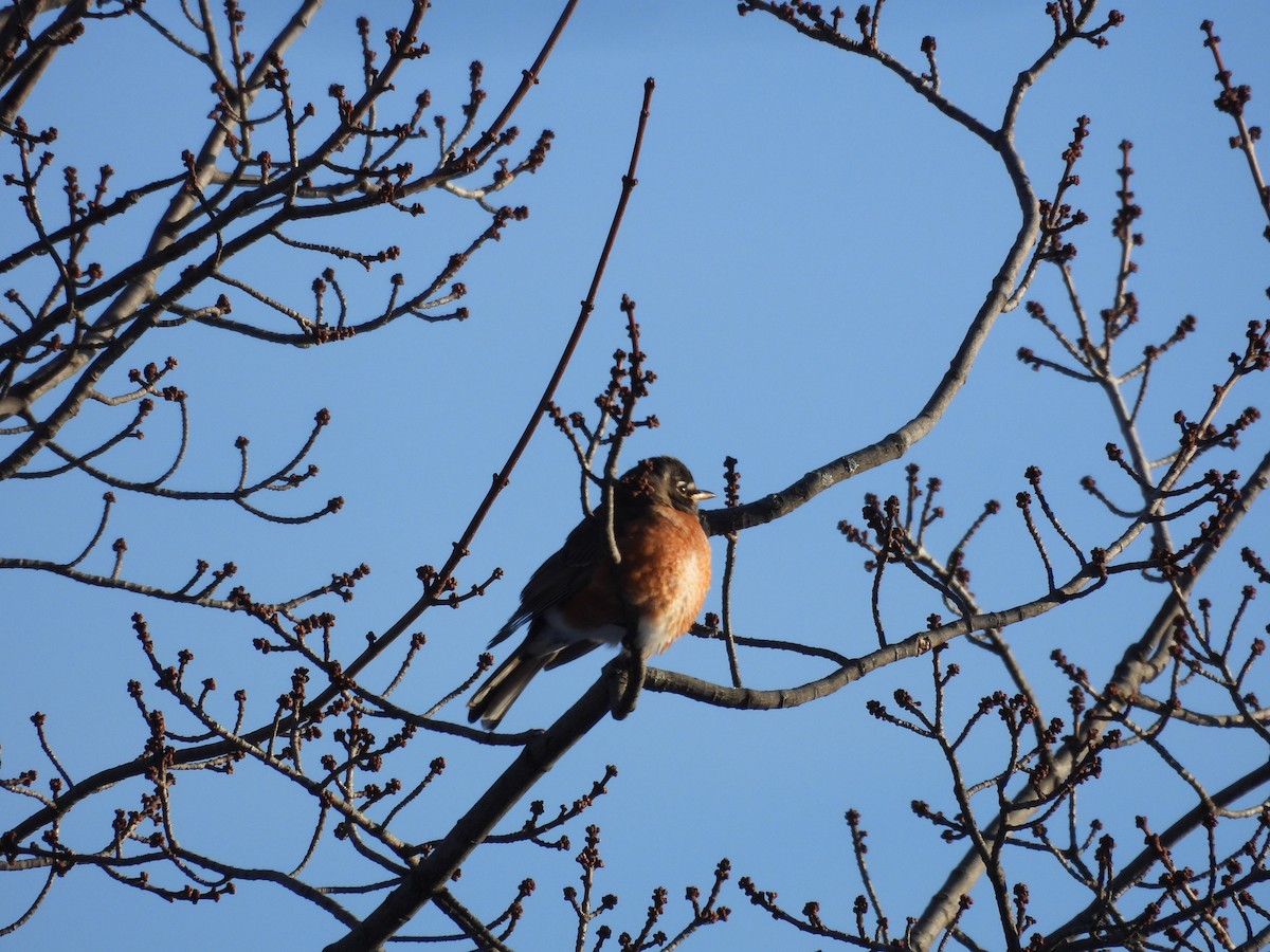 American Robin - ML627694603