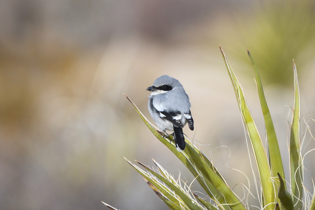 Loggerhead Shrike - ML627694605