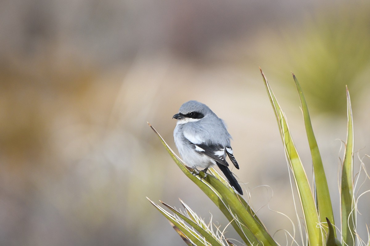 Loggerhead Shrike - ML627694606