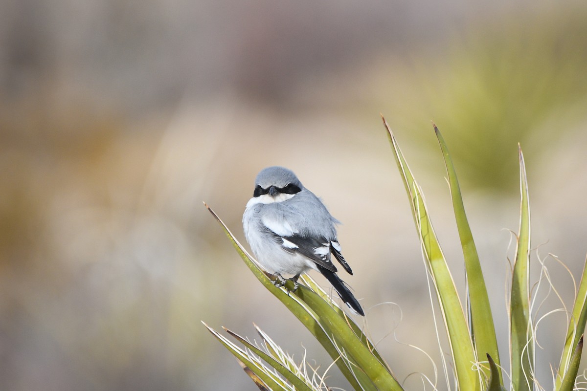 Loggerhead Shrike - ML627694607