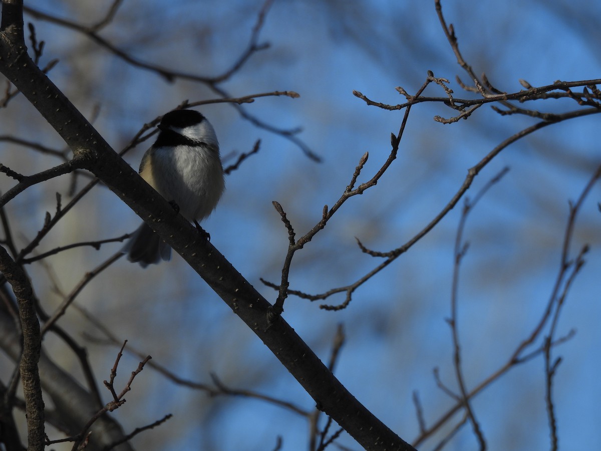 Black-capped Chickadee - ML627694623