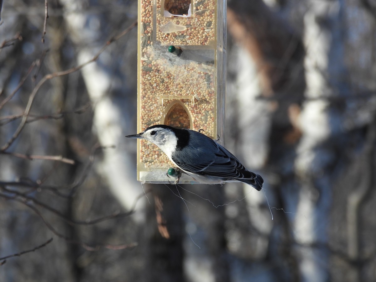 White-breasted Nuthatch - ML627694660