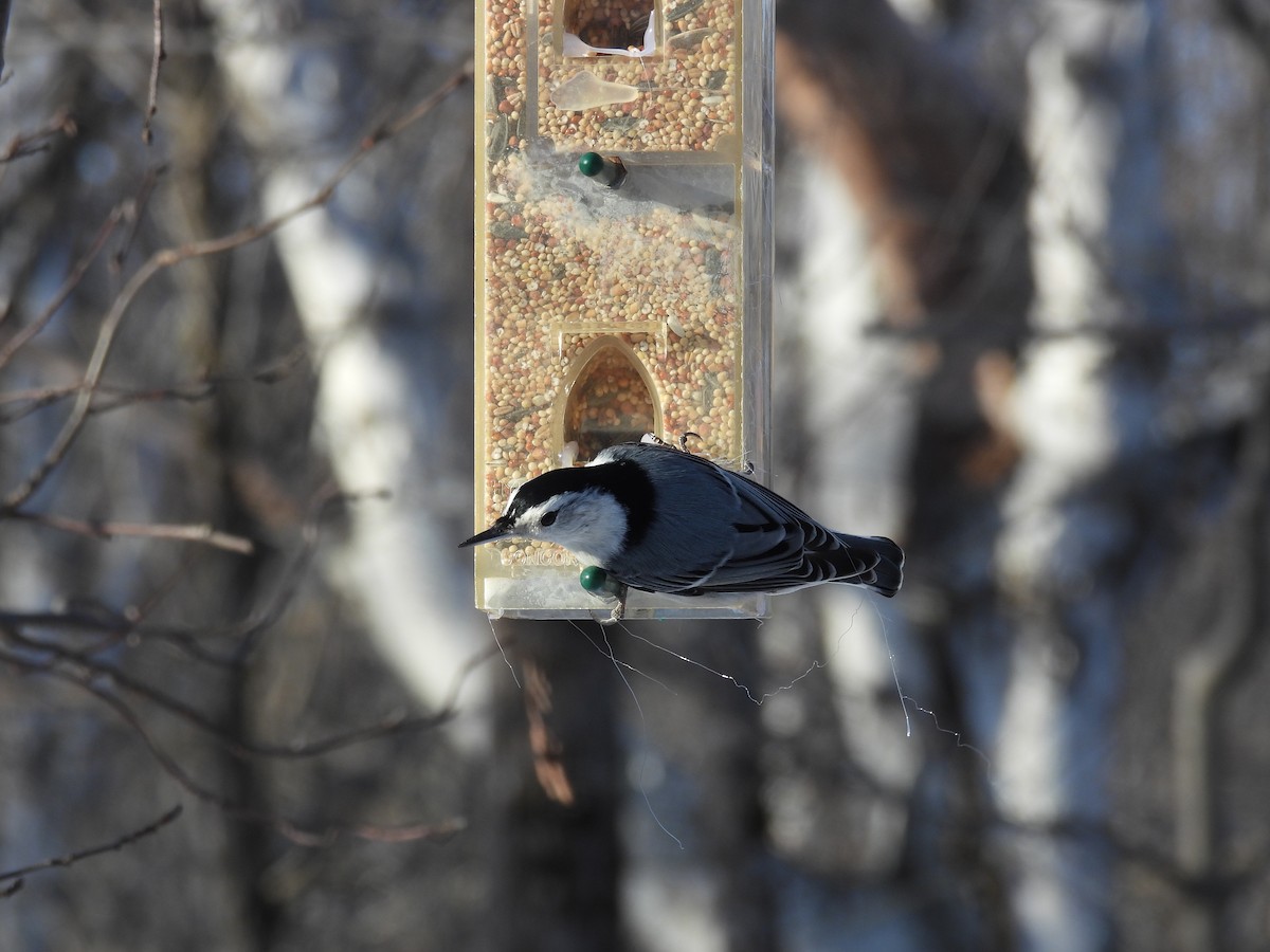 White-breasted Nuthatch - ML627694662