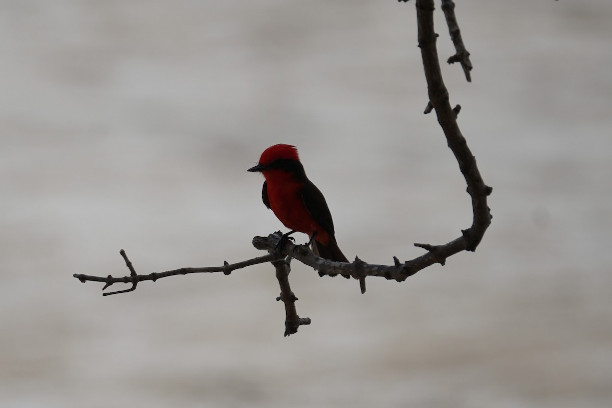 Vermilion Flycatcher (saturatus) - ML627694861
