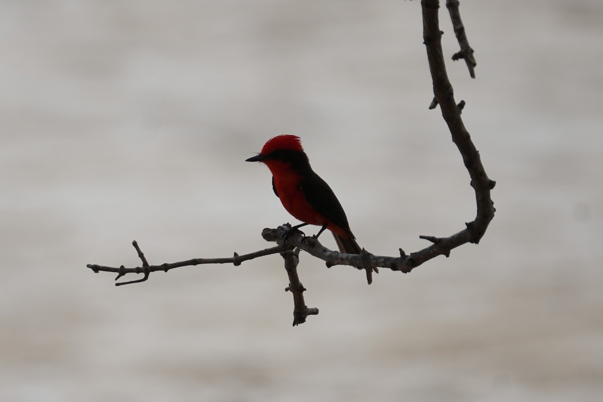 Vermilion Flycatcher (saturatus) - ML627694862