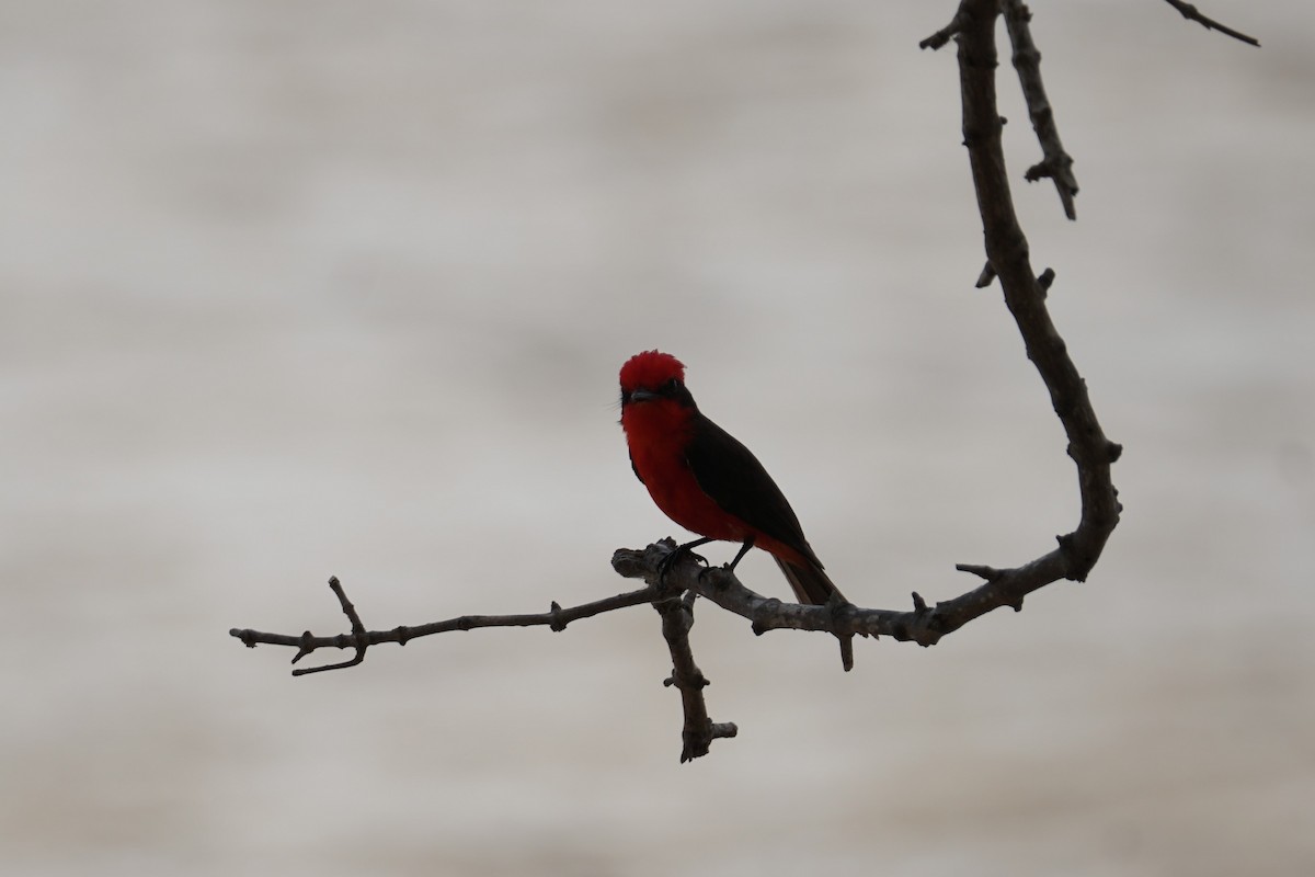 Vermilion Flycatcher (saturatus) - ML627694863