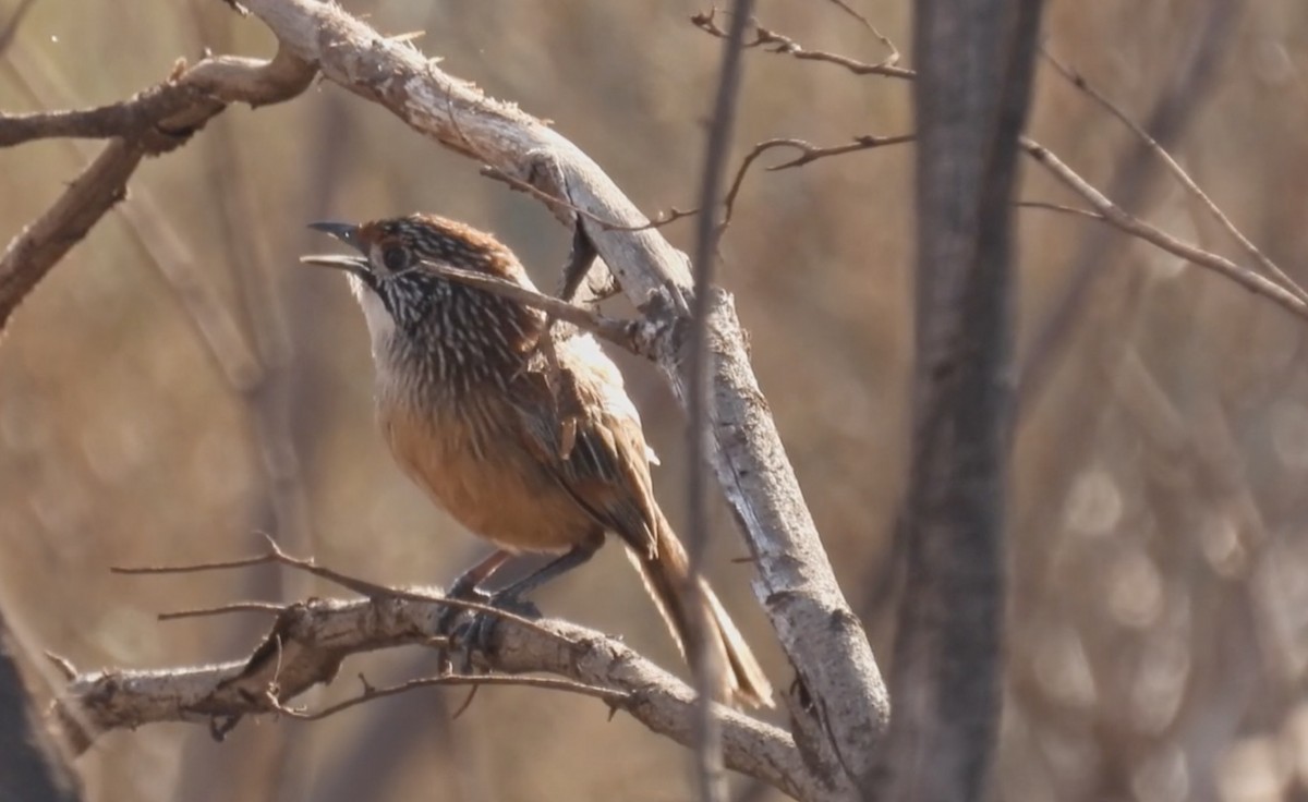 Pilbara Grasswren - ML627695016