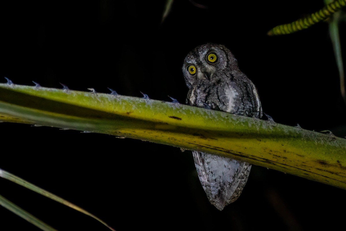 African Scops-Owl - ML627695031