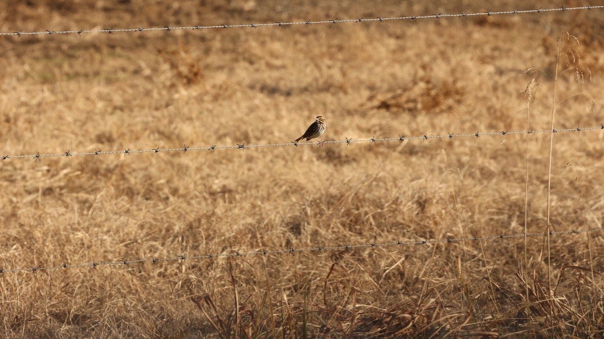 Savannah Sparrow - ML627695056