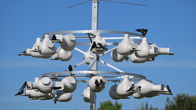 Purple Martin - ML627695058