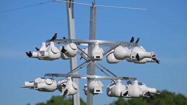 Purple Martin - ML627695069