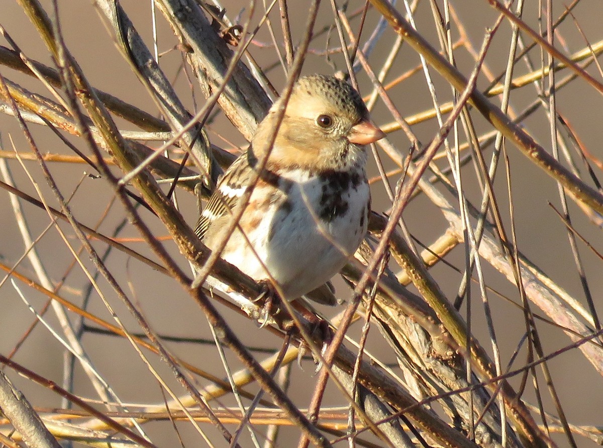 Harris's Sparrow - ML627695124