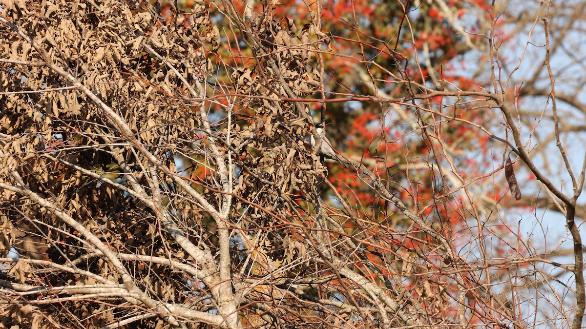 Loggerhead Shrike - ML627695125