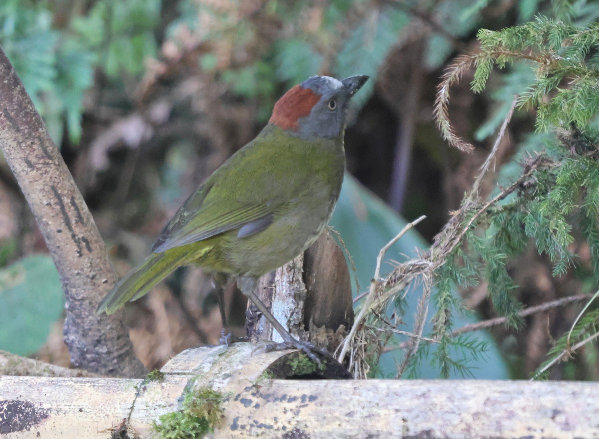 Rufous-naped Bellbird - ML627695126