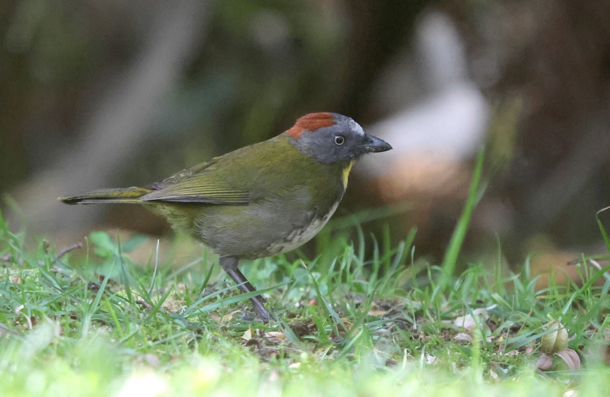 Rufous-naped Bellbird - ML627695127