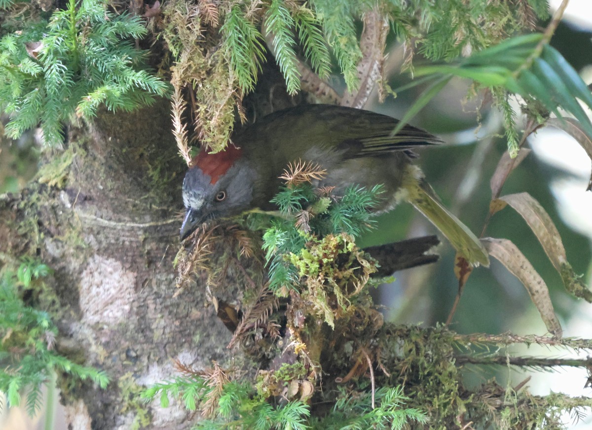 Rufous-naped Bellbird - ML627695128