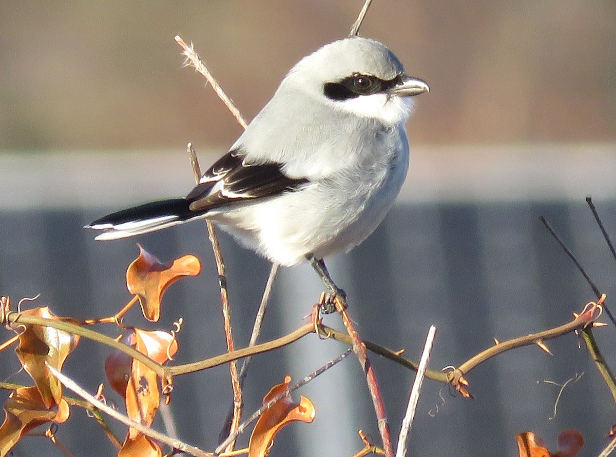 Loggerhead Shrike - ML627695132