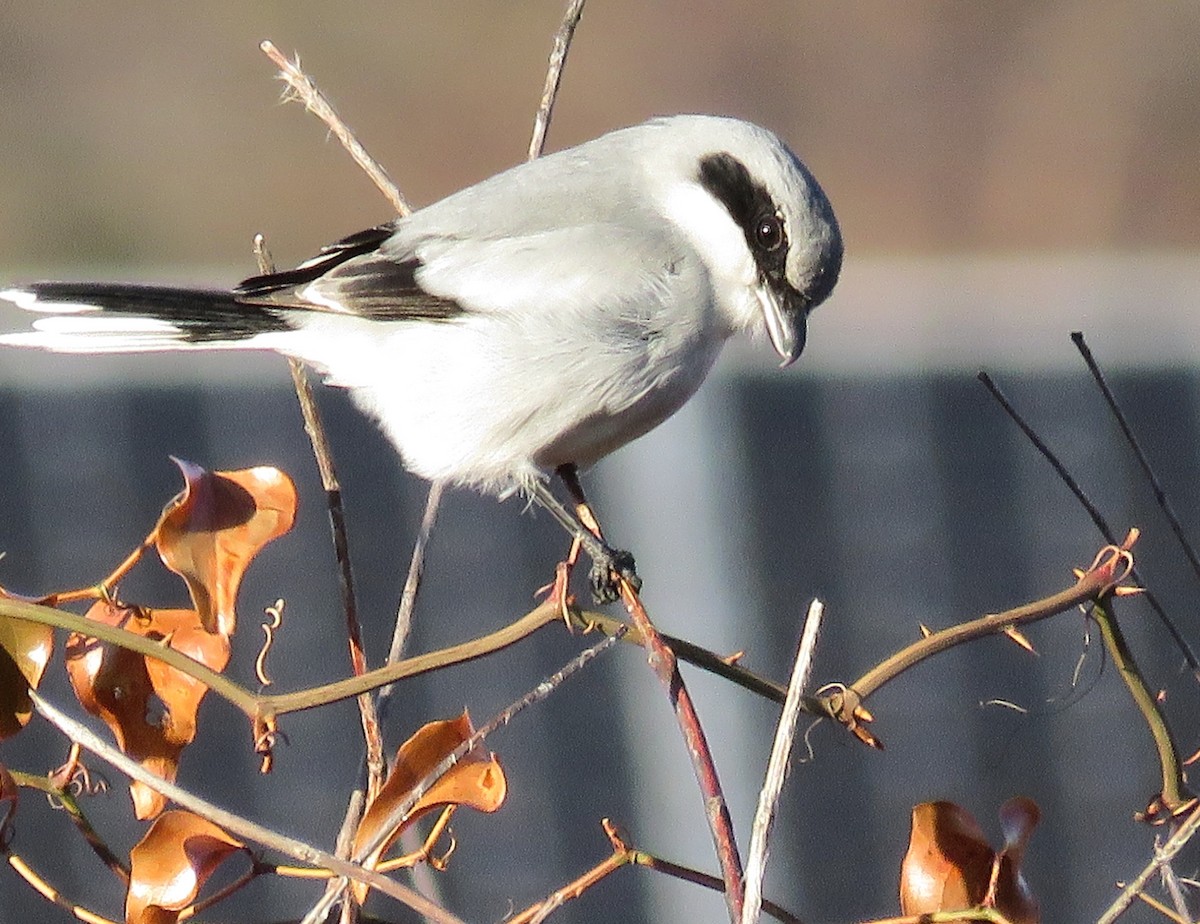 Loggerhead Shrike - ML627695134