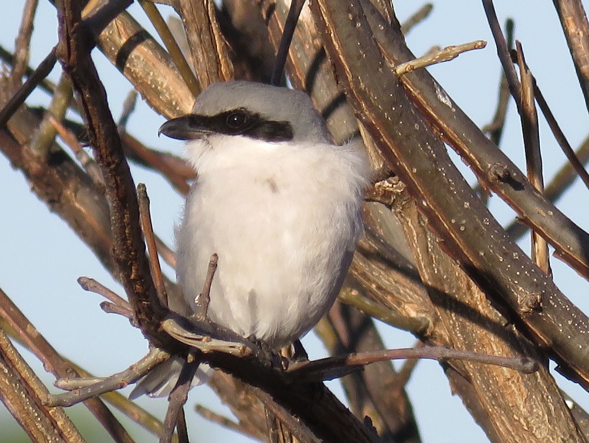 Loggerhead Shrike - ML627695137