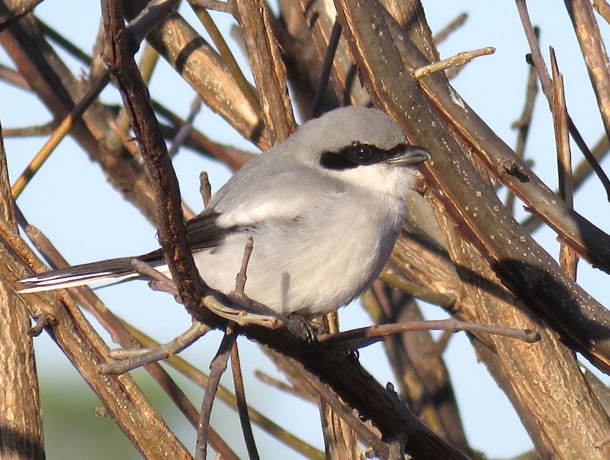 Loggerhead Shrike - ML627695138