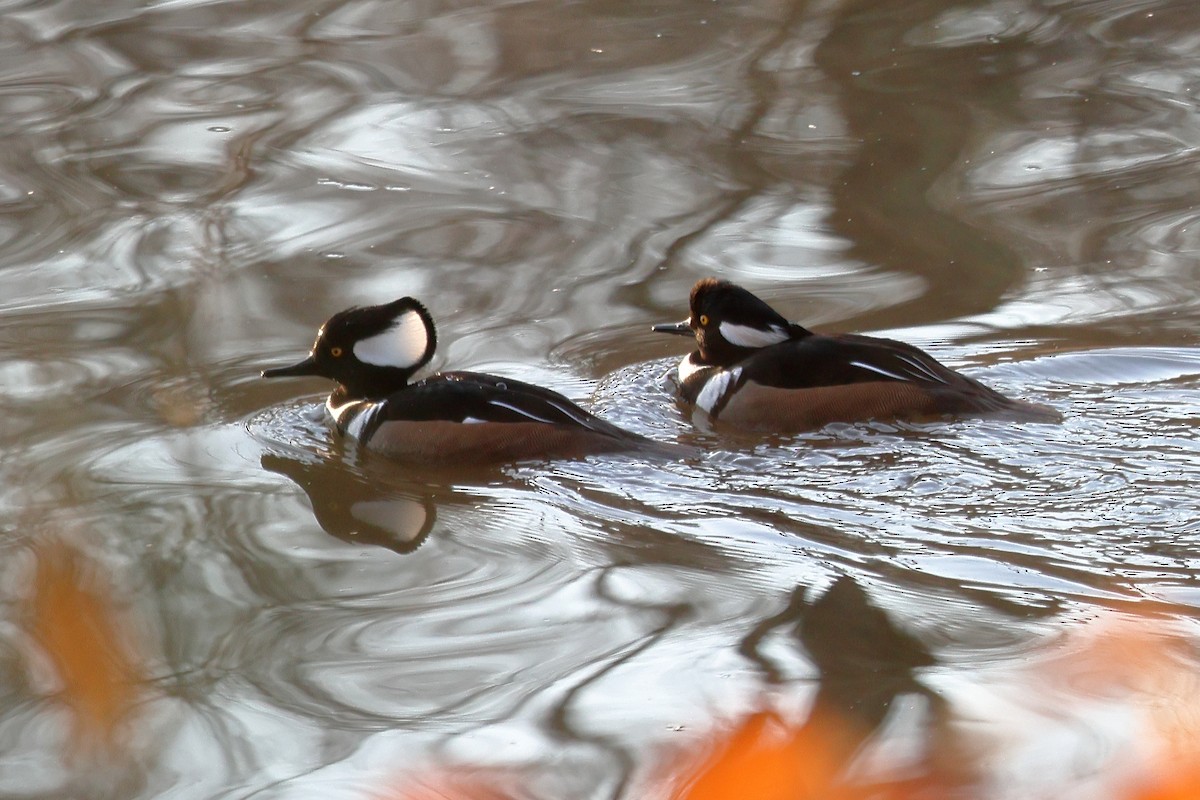 Hooded Merganser - ML627695144