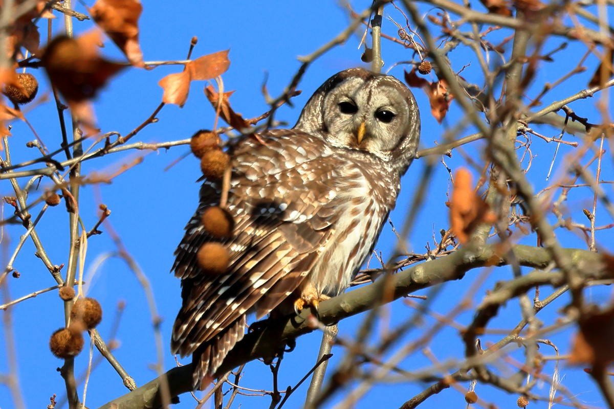 Barred Owl - ML627695151