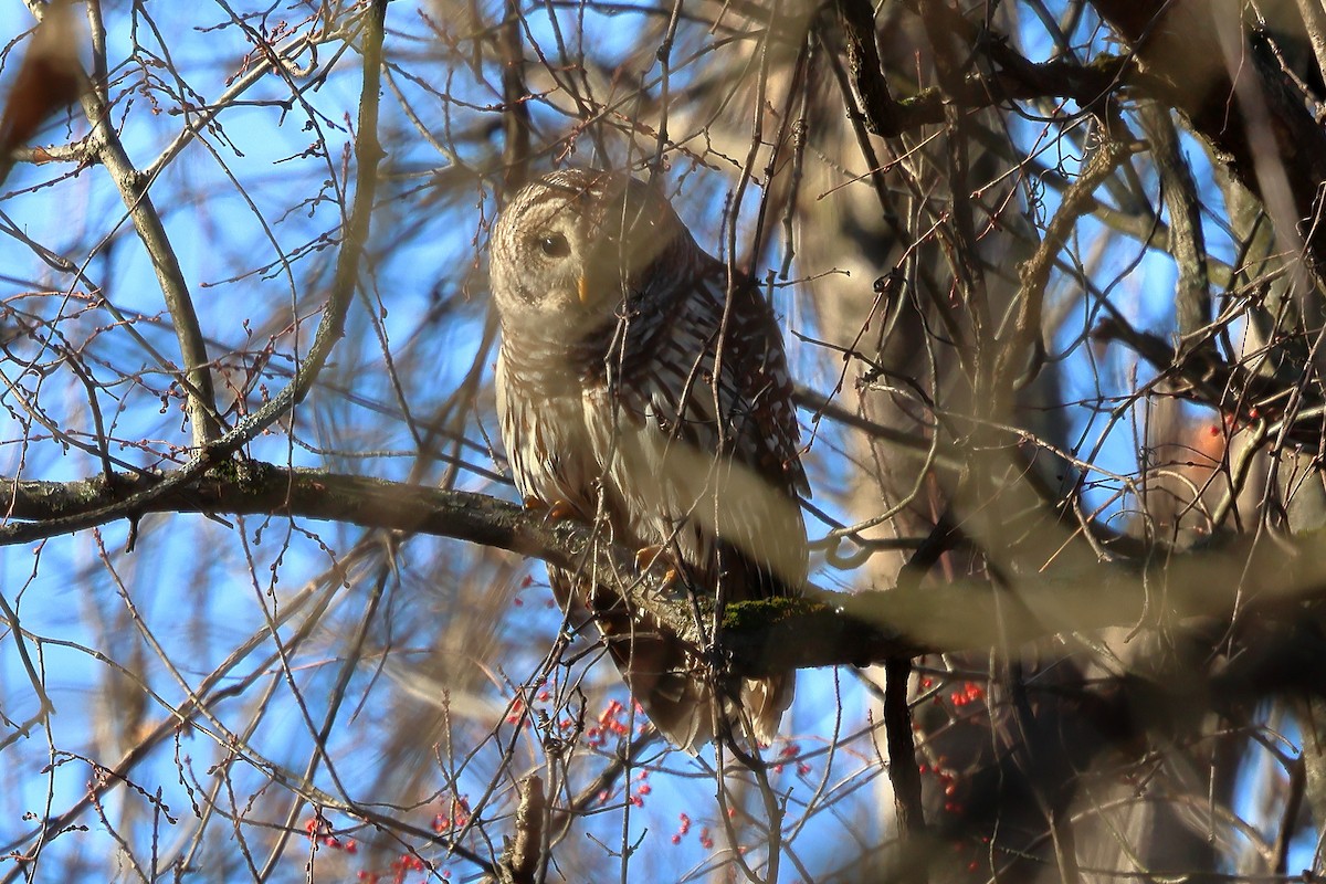 Barred Owl - ML627695154