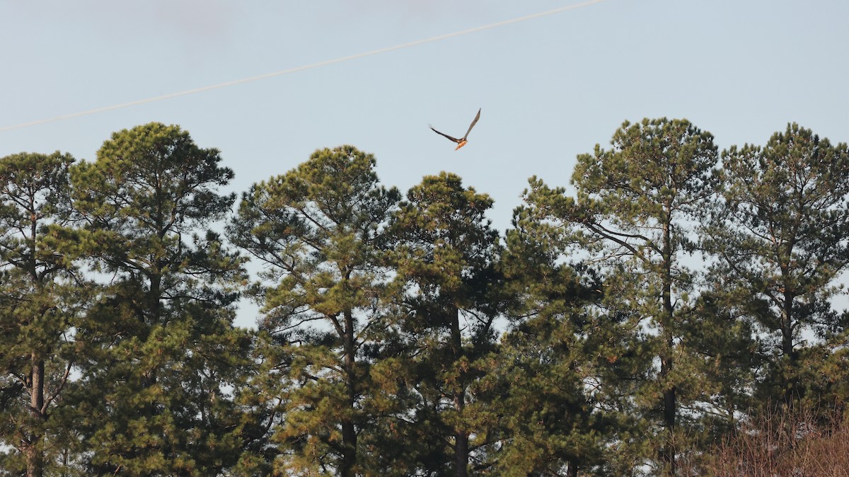 Red-tailed Hawk - ML627695165