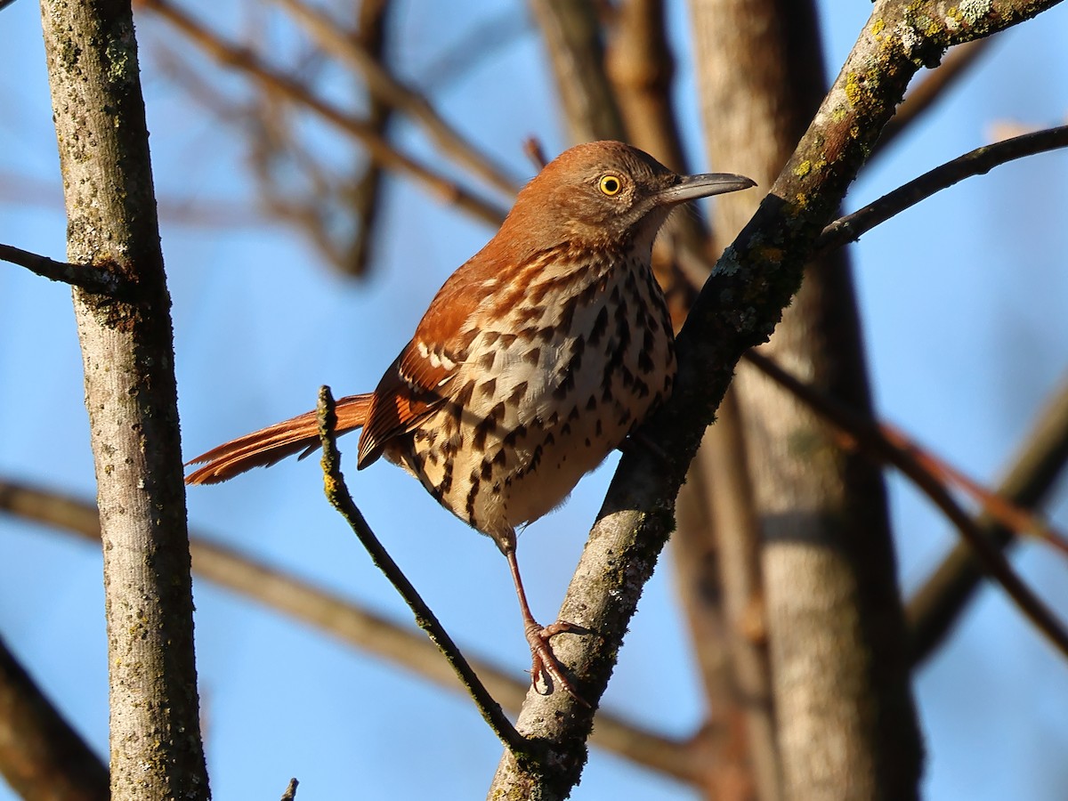 Brown Thrasher - ML627695166