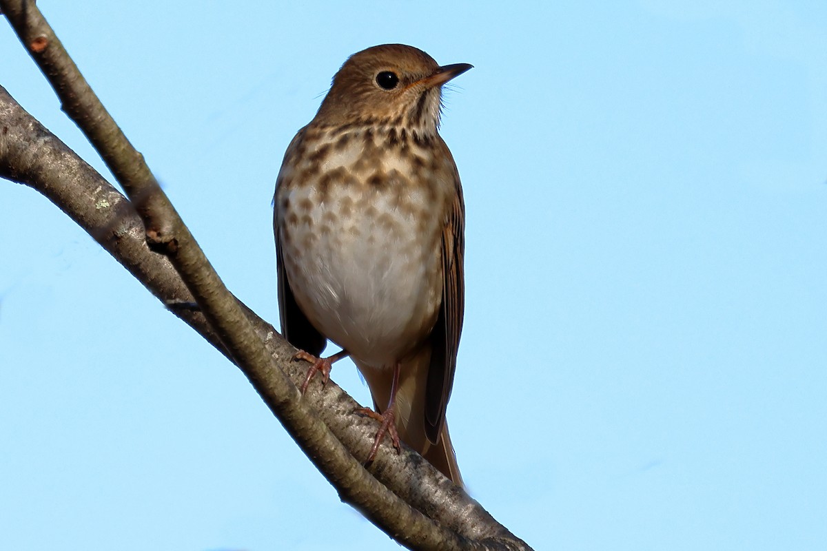 Hermit Thrush - ML627695170