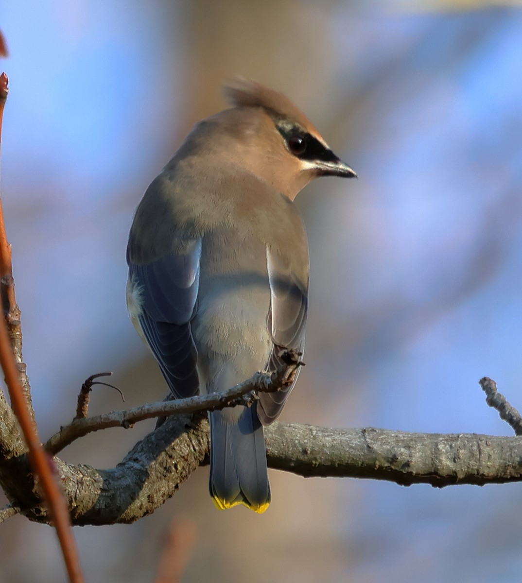 Cedar Waxwing - ML627695174