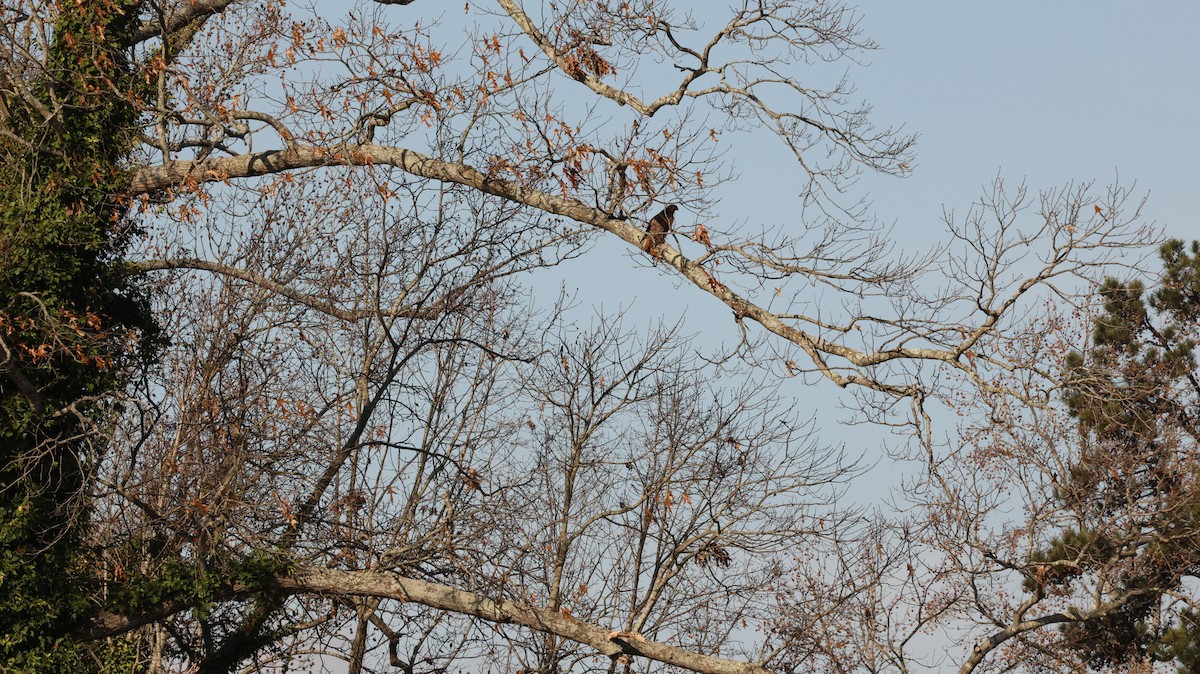 Red-tailed Hawk - ML627695175
