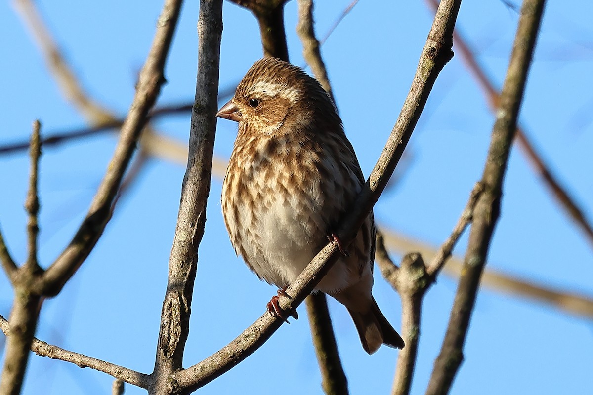 Purple Finch - ML627695179