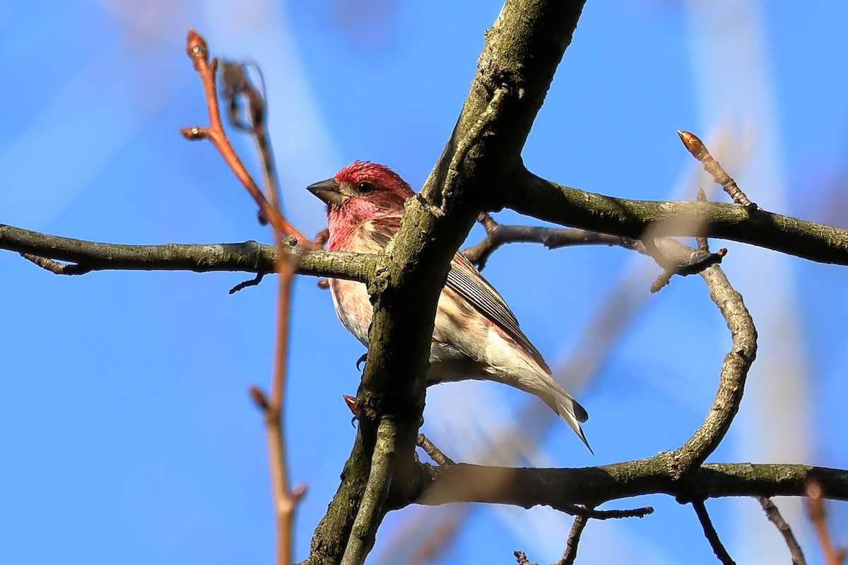 Purple Finch - ML627695184