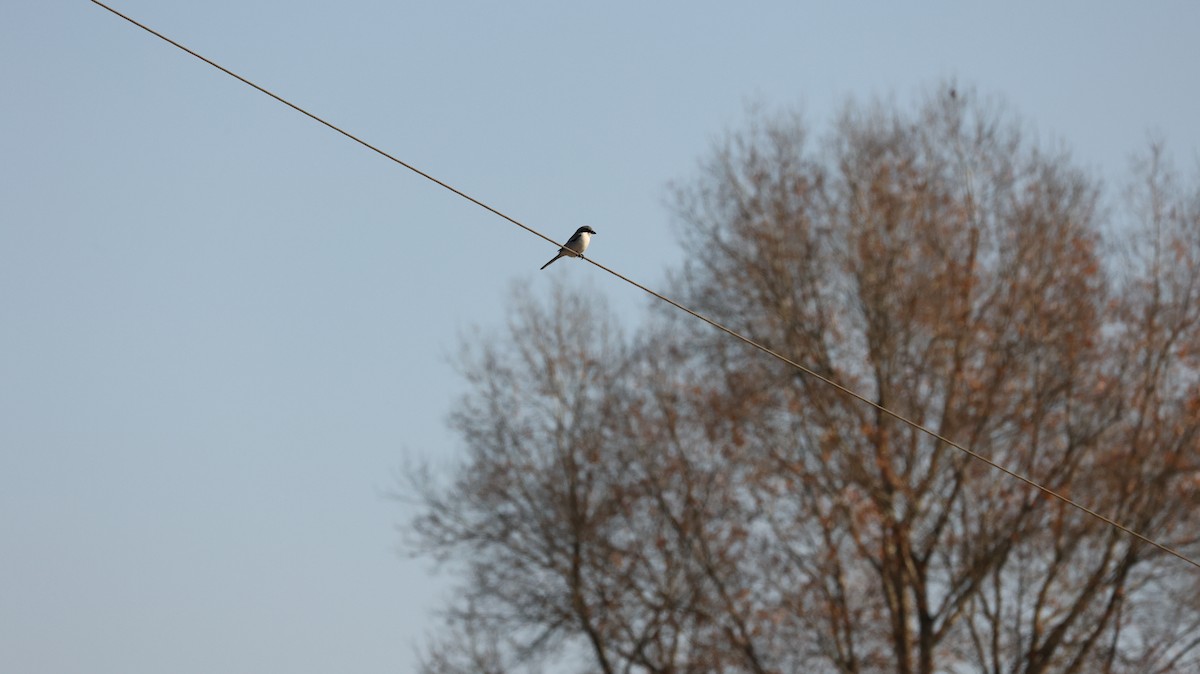 Loggerhead Shrike - ML627695201